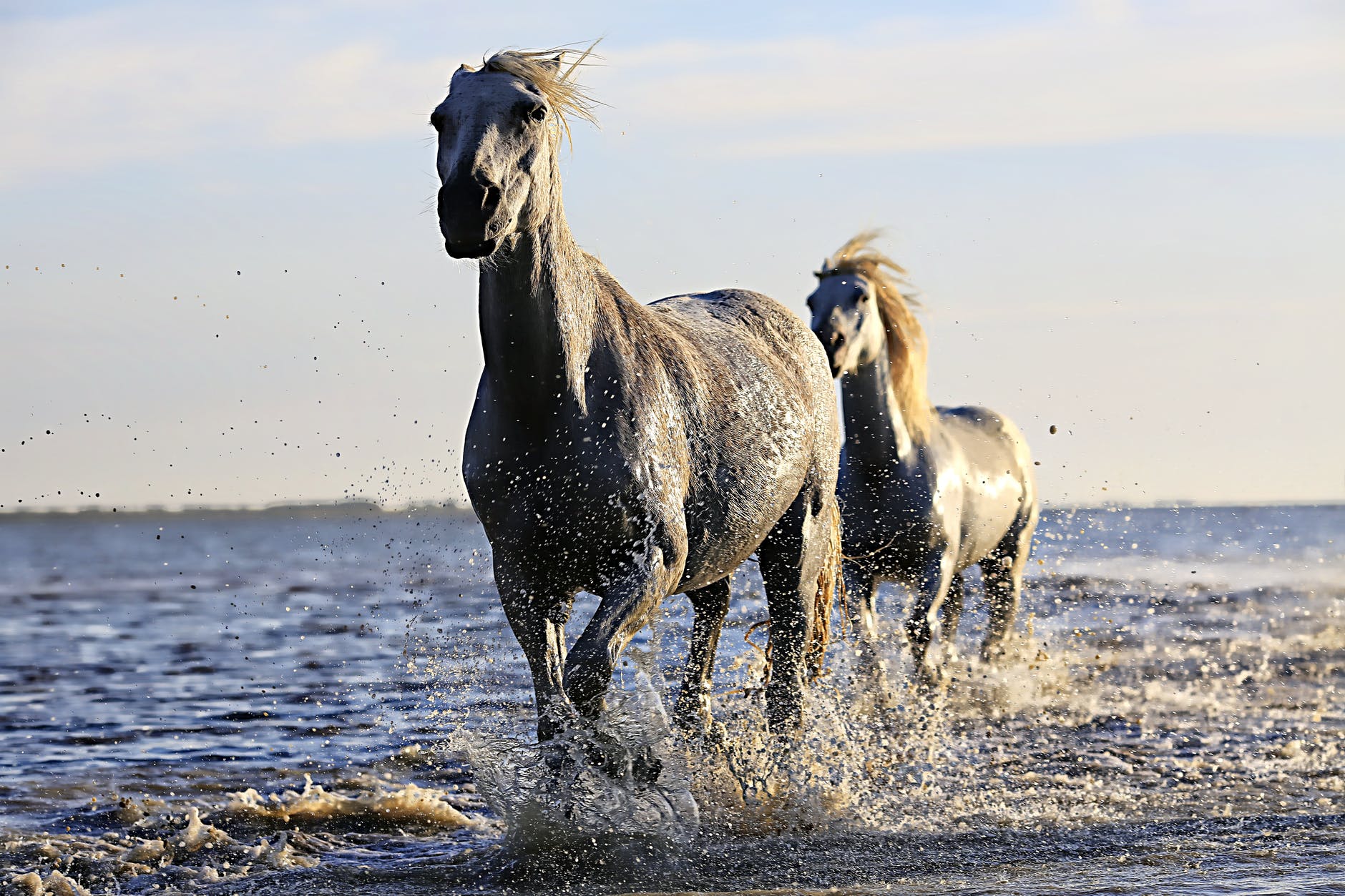 horse-white-horsehair-equine-190934.jpeg