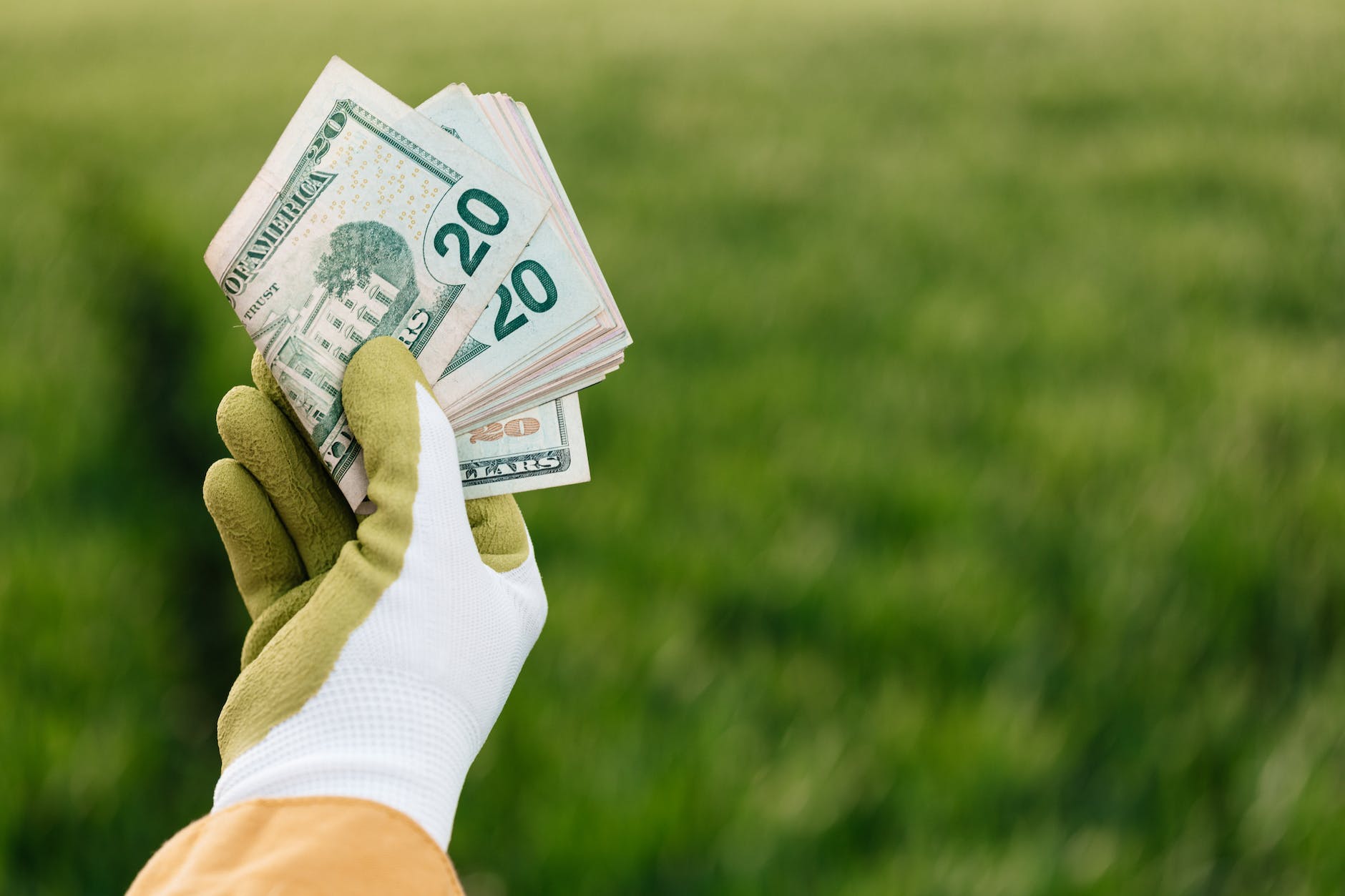 crop faceless grower in glows with dollar banknotes near grass